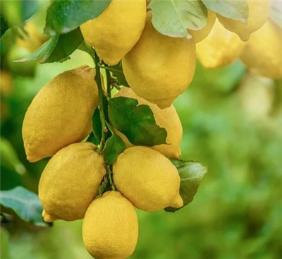 Limon ağaçları için en uygun gübreleme stratejileri