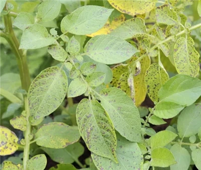 Patates Yapraklarım Neden Sararıyor? Bir Profesyonelden 6 Neden ve Çözüm