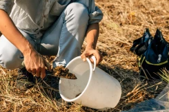 Toprağın Faydaları İçin Alçı Uygulayarak Mısır ve Soya Fasulyesini Güçlendirin