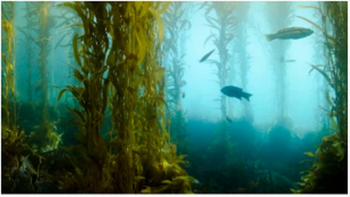 Kelp Biyoyakıt Yakında Araçlarımıza ve Uçaklarımıza Güç Verebilir