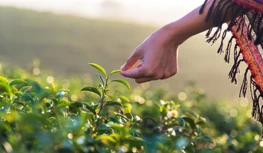 CropLife Hindistan 5 Yıllık Veri Koruma İstiyor, Seçeneklerin Daralması Konus...